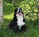 Berner sennenhund Riddersholm´s Eiki