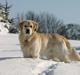 Golden retriever Chico