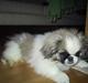 Pekingeser Gizmo