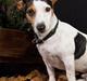 Jack russell terrier vabber