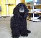 Amerikansk cocker spaniel Charlie (død)