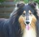 Collie langhåret Rollington Fidusen (Keiko)