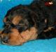 Airedale terrier emma
