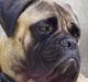 Bullmastiff ~OZZY~ Lækkerdrengen!    