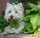 West highland white terrier felix