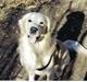 Golden retriever Valde