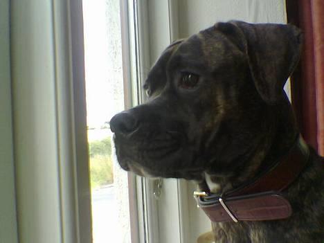 Amerikansk bulldog Nanna - ...Kommer der nogen??? billede 1