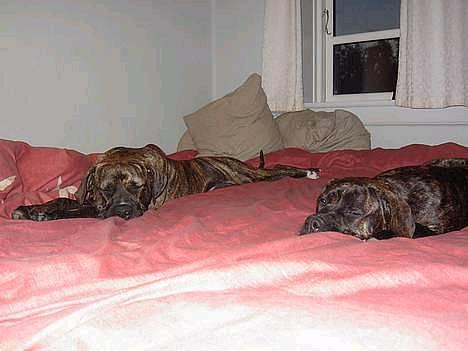 Amerikansk bulldog Nanna - Nåååår se hvor Nala & Nanna ligger og putter, der er en lang køretur foran dem, de skal helt til Jylland når de vågner ;-) billede 2