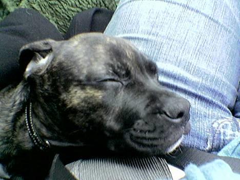 Amerikansk bulldog Nanna - Zzzz...jeg napper lige en lur... billede 3