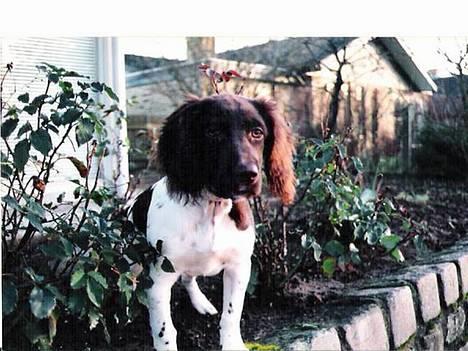 Kleiner münsterländer Nikki (Død)  - Nikii, kun et år gammel. Er han ik sød!!!!! billede 2