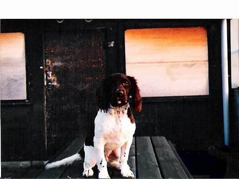 Kleiner münsterländer Nikki (Død)  - I´m the king of the world......... billede 3