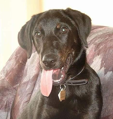 Blanding af racer Rollo (død) - en af mine rolige stunder billede 1