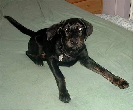 Blanding af racer Rollo (død) - 11 uger gammel... og uhhhh hvor er jeg farlig så kom bare an!!! billede 2