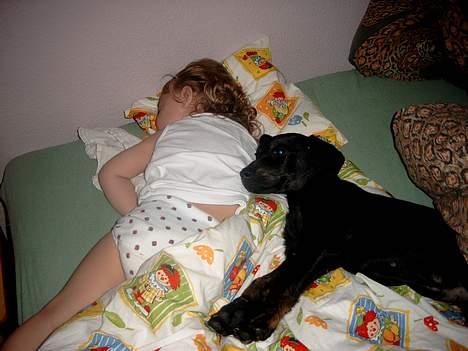 Blanding af racer Rollo (død) - 11 uger..... Mig..... puttedyr???????? billede 3