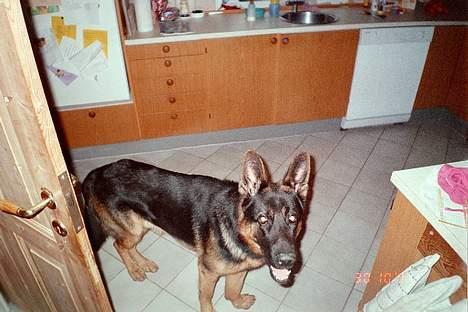 Schæferhund Bjørn billede 8