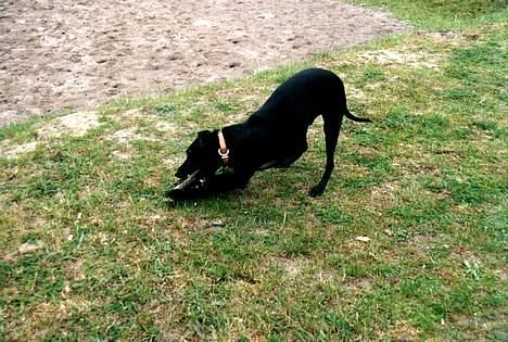 Manchester terrier Vaks billede 1