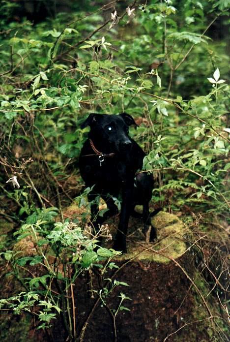 Manchester terrier Vaks billede 2