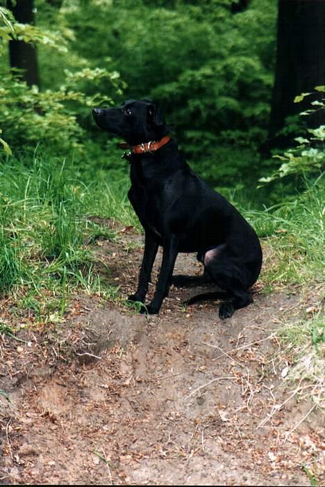 Manchester terrier Vaks billede 3