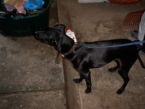 Manchester terrier Vaks billede 4