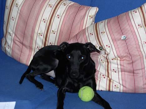 Manchester terrier Vaks billede 5