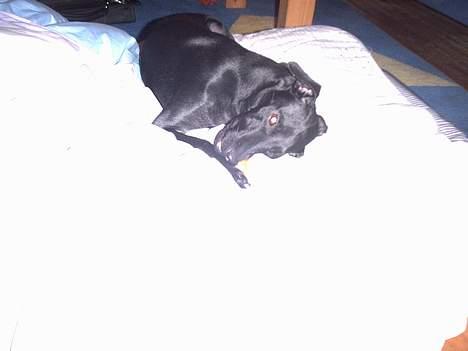 Manchester terrier Vaks billede 6