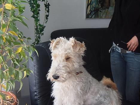 Ruhåret foxterrier Pjevs - pjevs: hva kigger i på ?? billede 1