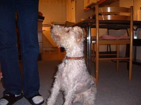 Ruhåret foxterrier Pjevs - Sidder jeg ikke bare flot..... måske jeg lige får en god bid billede 2