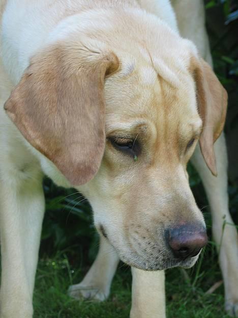 Labrador retriever Kikki - Det er Kikki;D billede 1