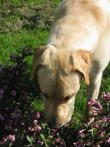 Labrador retriever Kikki - Kikki snuser til blomsterne..!:D billede 2