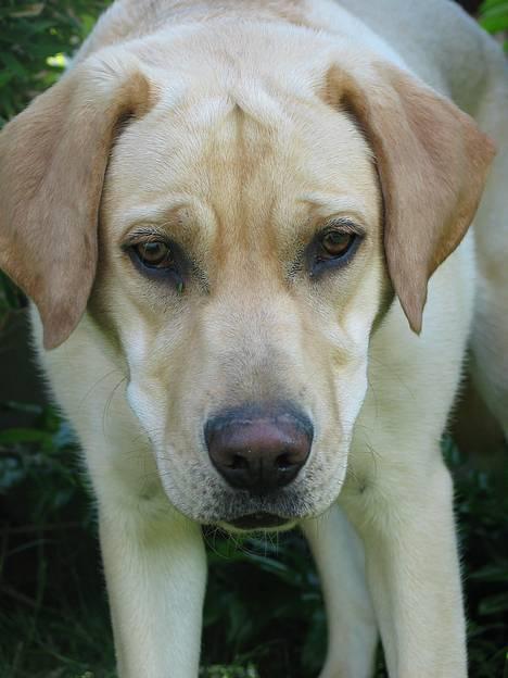 Labrador retriever Kikki - Såå fiin!!;D billede 3