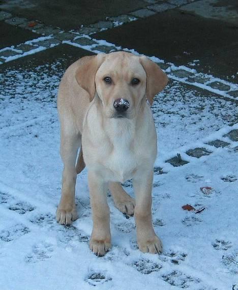 Labrador retriever Kikki - Kikki og jeg ude og lege i sneen Februar 05... billede 4