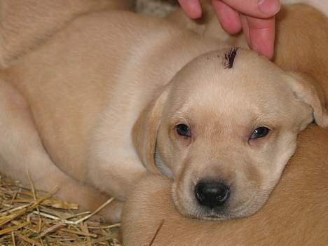 Labrador retriever Kikki - Kikki da vi var ude og hente hende, hun havde lilla neglelak i panden, så vi kunne kende hende... billede 5