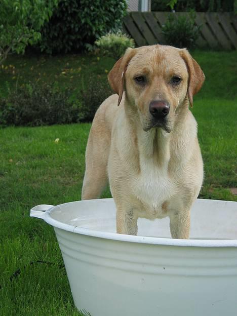 Labrador retriever Kikki - Kikki bader i sin balje i haven :P .. billede 6