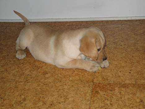 Labrador retriever Kikki - Baby Kikki, såå sød;D :) billede 7