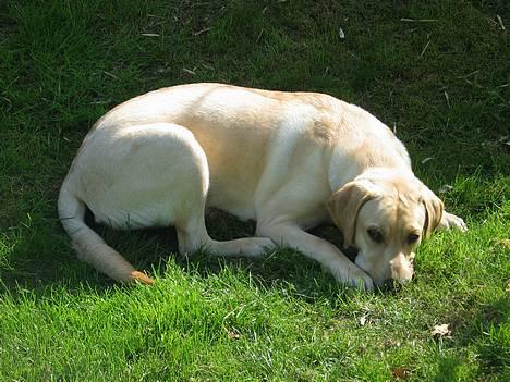 Labrador retriever Kikki - Nårhh..hun er dejlig..!(: billede 9