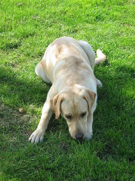 Labrador retriever Kikki - Kikki tager en slapper på det grønne græs..!(: billede 8