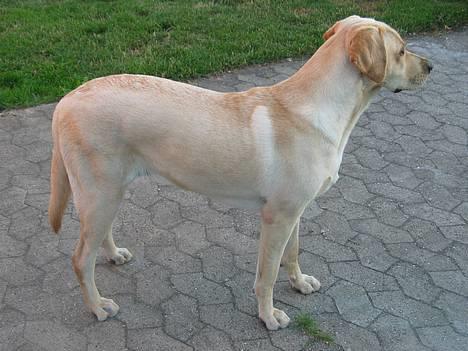 Labrador retriever Kikki - Ikke til at stå for;D billede 10