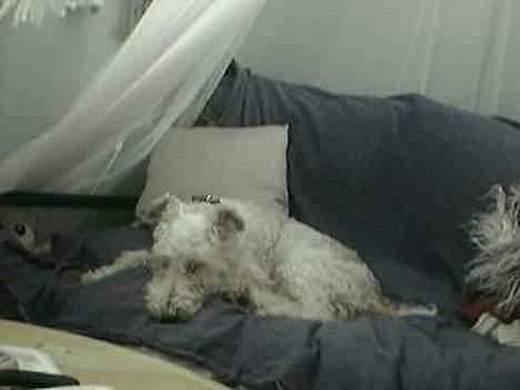 Ruhåret foxterrier Pjevs - jaH han skal jo have sin middags lur billede 3