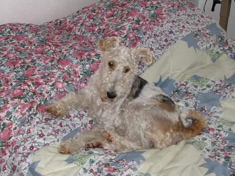 Ruhåret foxterrier Pjevs - dette er et gammel billede =) billede 4