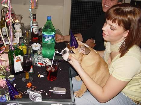 Engelsk bulldog Anna - Jeg vil også være med, ja jeg vil så... billede 7