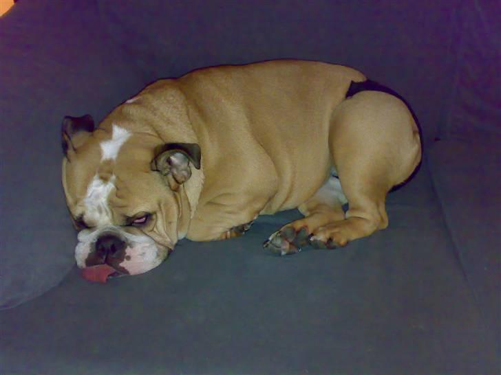 Engelsk bulldog Anna - jeg har min hundetrusse på.. øv billede 8