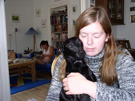 Manchester terrier Vaks - kælehund billede 7