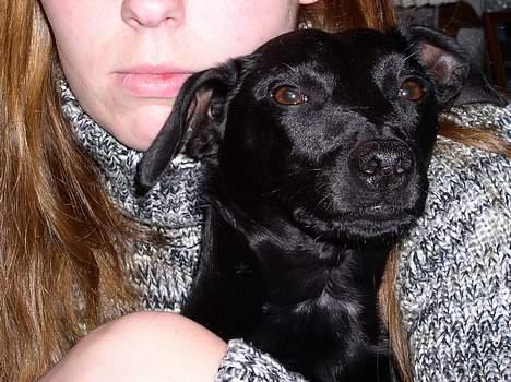 Manchester terrier Vaks billede 8