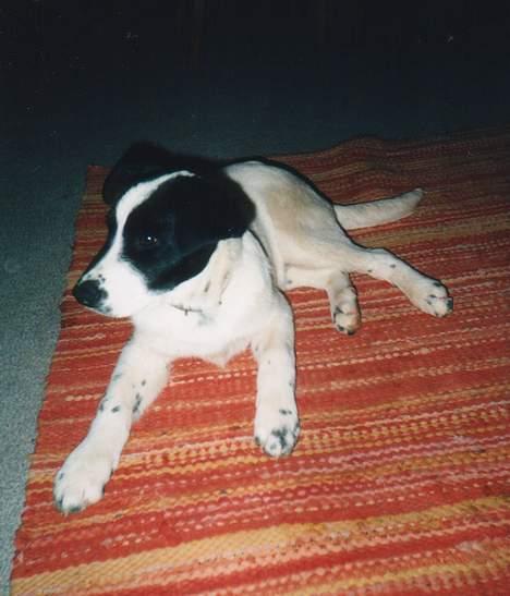 Blanding af racer Jacko - Jacko som hvalp billede 1