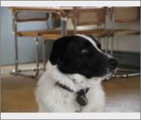 Blanding af racer Jacko billede 2