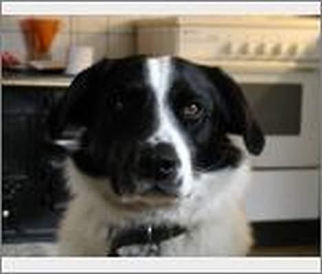 Blanding af racer Jacko billede 3