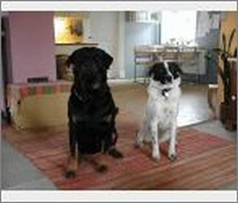 Blanding af racer Jacko - Jacko og vores gamle rottweiler han, Zantho. billede 4