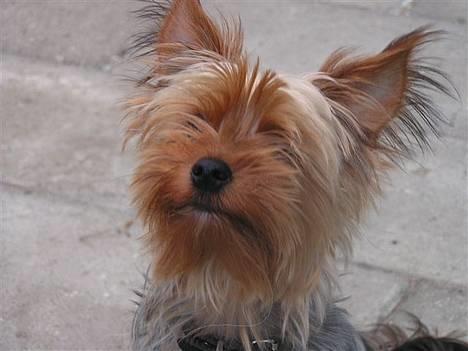 Yorkshire terrier Anton billede 1