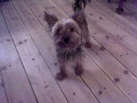 Yorkshire terrier Anton - Hejsa billede 5