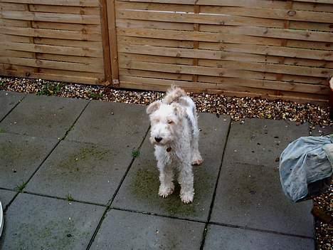Ruhåret foxterrier Pjevs - elsker denne have =)  billede 5